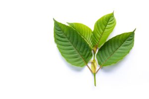Where to Find Kratom Mapping Out Local Options